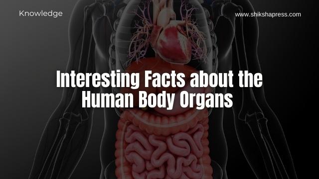 Interesting Facts about the Human Body Organs
