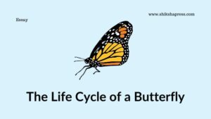 The Life Cycle of a Butterfly Essay